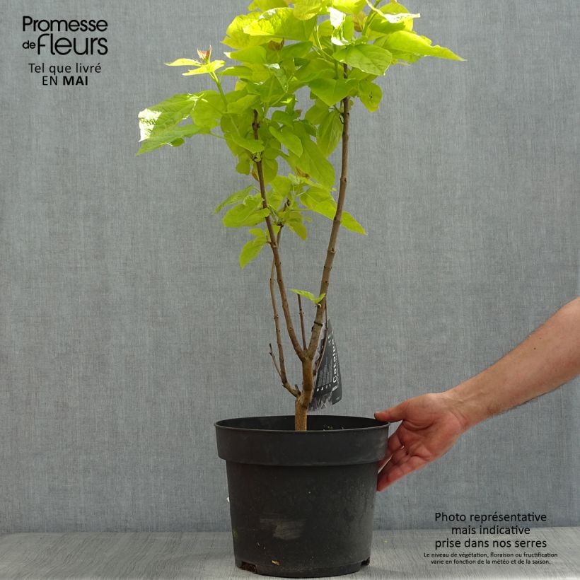Amostra de Catalpa bignonioides Aurea Vaso de 4 L/5 L tal como entregue na primavera
