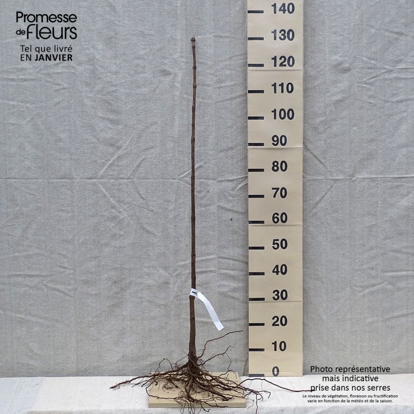 Amostra de Catalpa bignonioides - Catalpa commun Raízes nuas tal como entregue no inverno