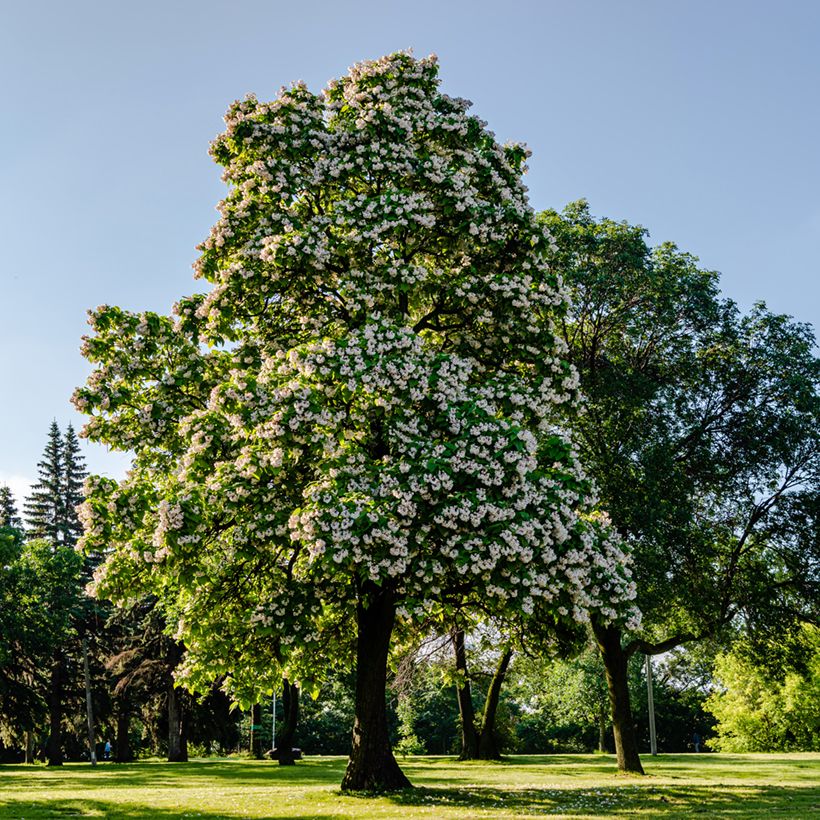 Catalpa bignonioides (Hábito)