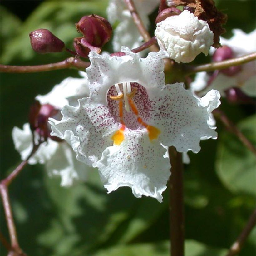 Catalpa erubescens Purpurea (Floração)