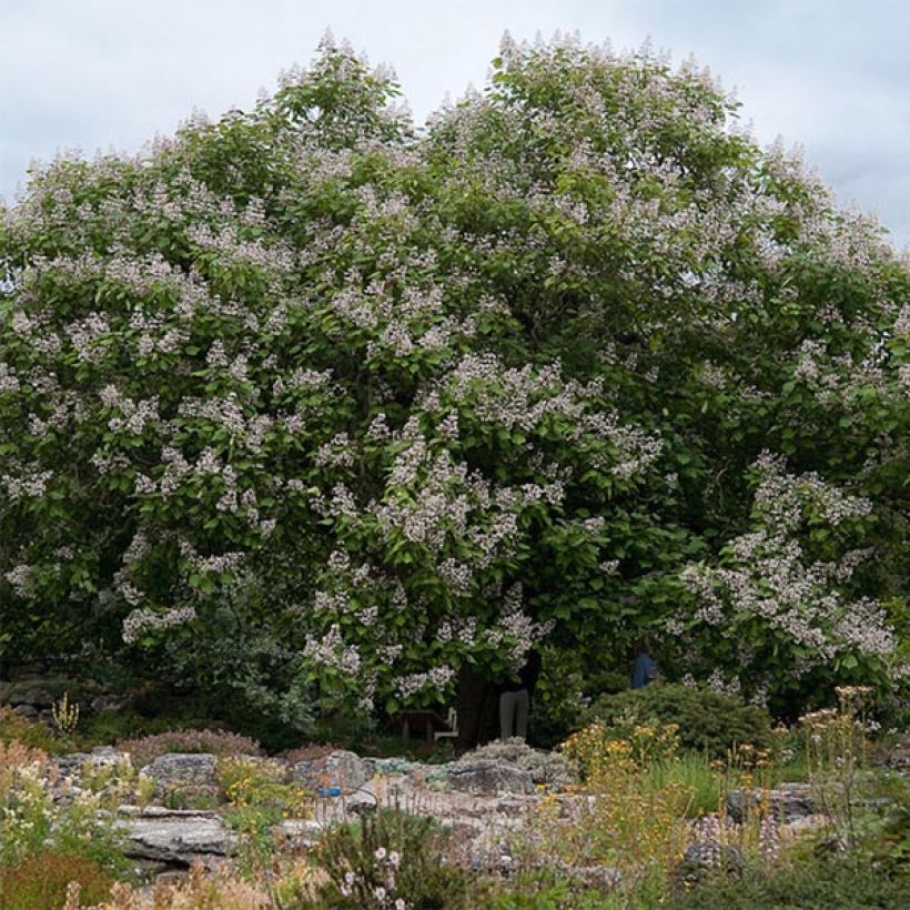 Catalpa erubescens Purpurea (Hábito)