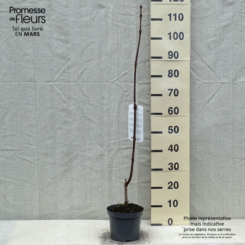 Amostra de Catalpa erubescens Purpurea Vaso de 3 L/4 L tal como entregue no inverno