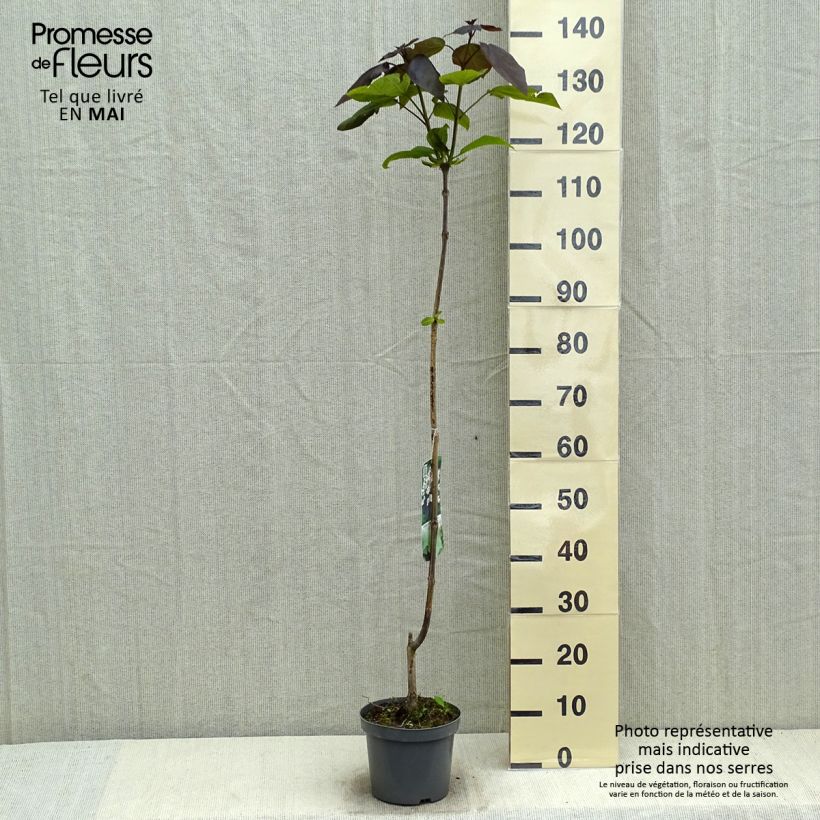 Amostra de Catalpa erubescens Purpurea Vaso de 3 L/4 L tal como entregue na primavera
