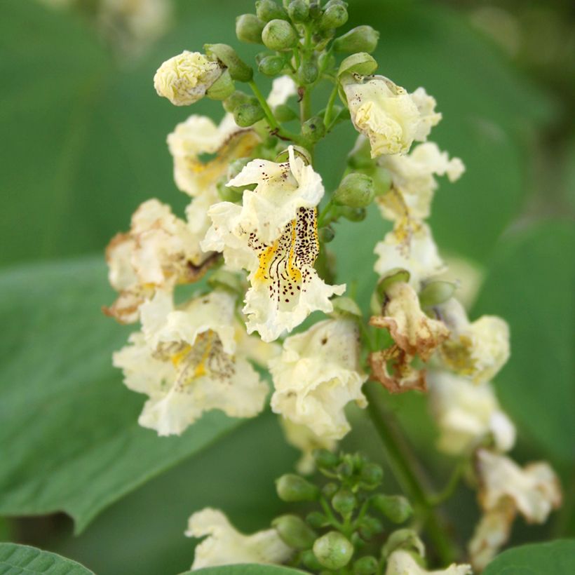 Catalpa ovata Slender Silhouette (Floração)