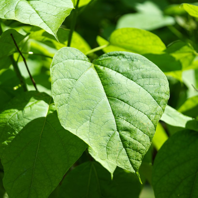 Catalpa bignonioides em sementes - Catalpa-comum (Folhagem)