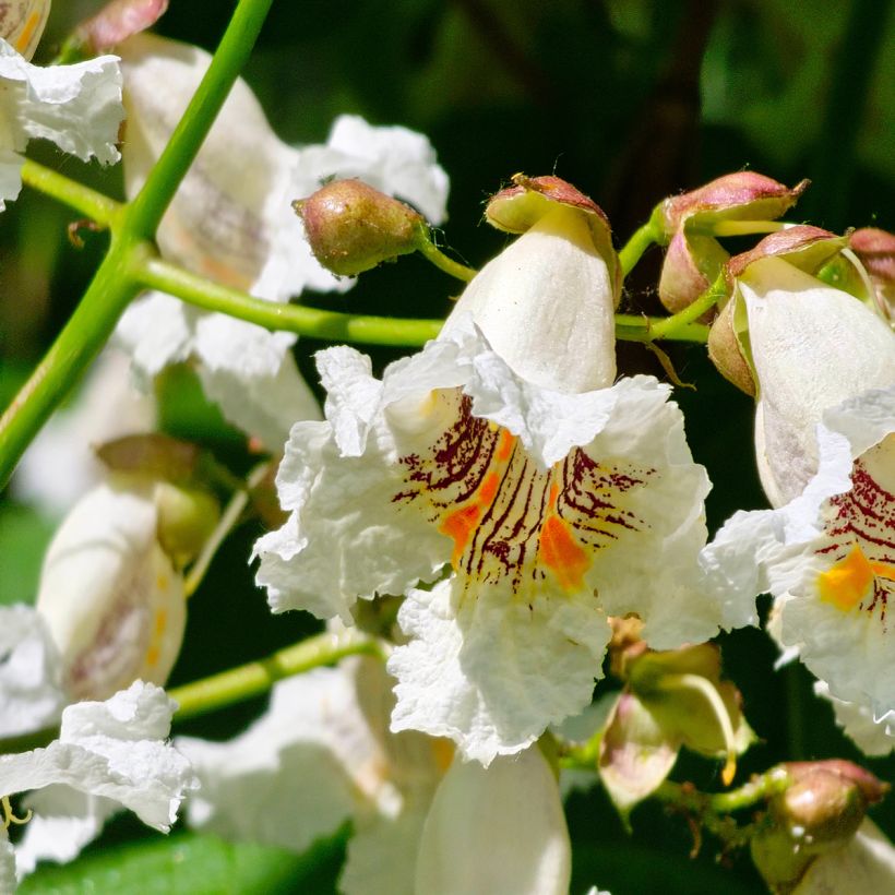 Catalpa bignonioides em sementes - Catalpa-comum (Floração)