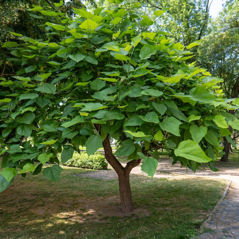 Catalpa bignonioides em sementes - Catalpa-comum (Hábito)