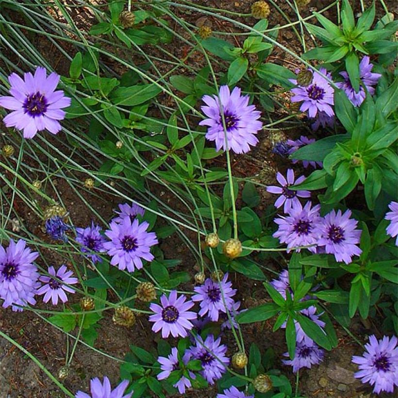 Catananche caerulea (Floração)