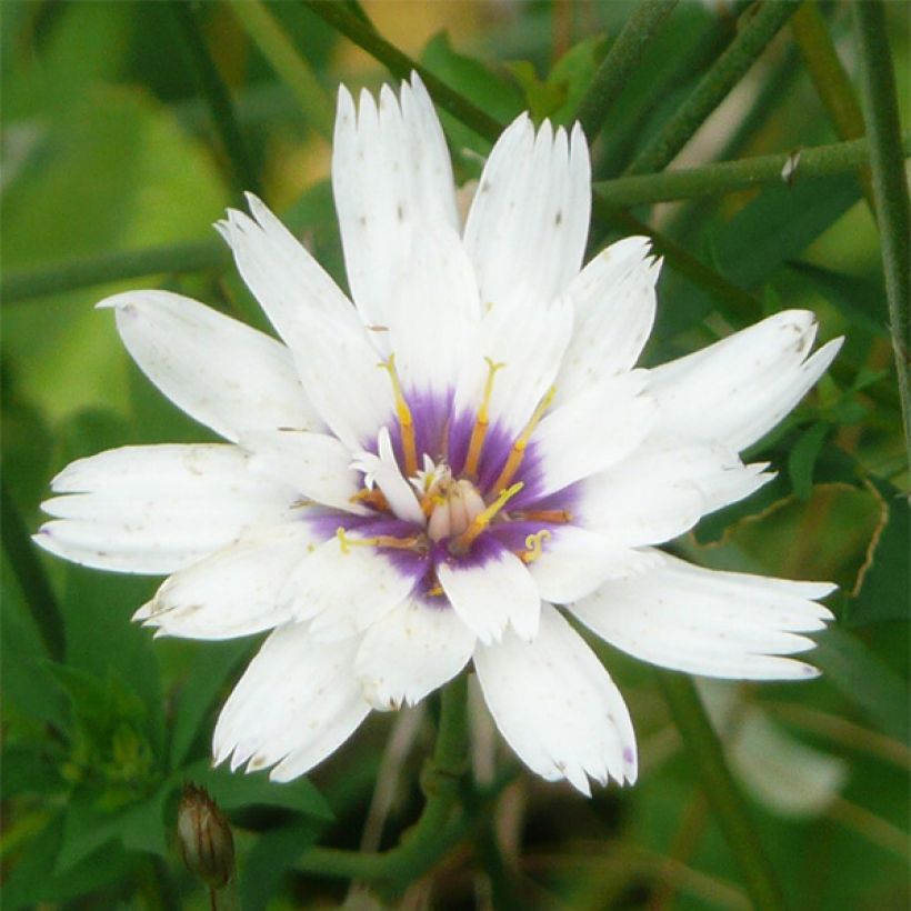 Dardo-de-cupido Alba - Catananche caerulea (Floração)
