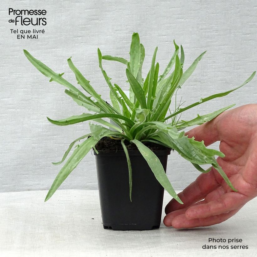 Amostra de Dardo-de-cupido Alba - Catananche caerulea Vaso de 8/9 cm tal como entregue na primavera