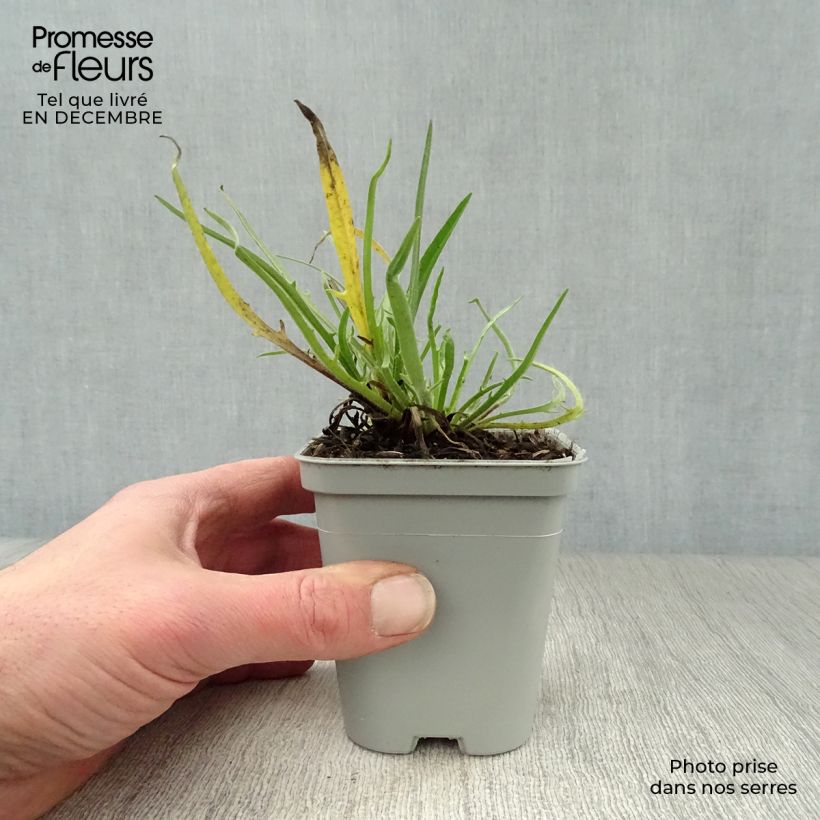 Amostra de Catananche caerulea Alba - Cupidone blanche Vaso de 8/9 cm tal como entregue no inverno