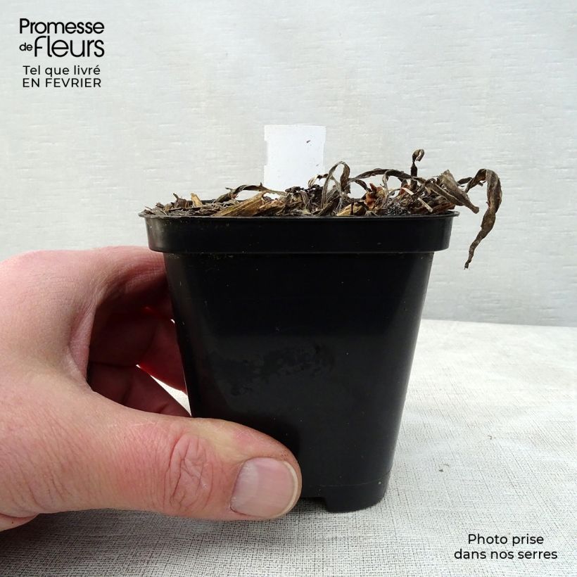 Amostra de Catananche caerulea - Cupidone Godet de 7/8 cm tal como entregue no inverno