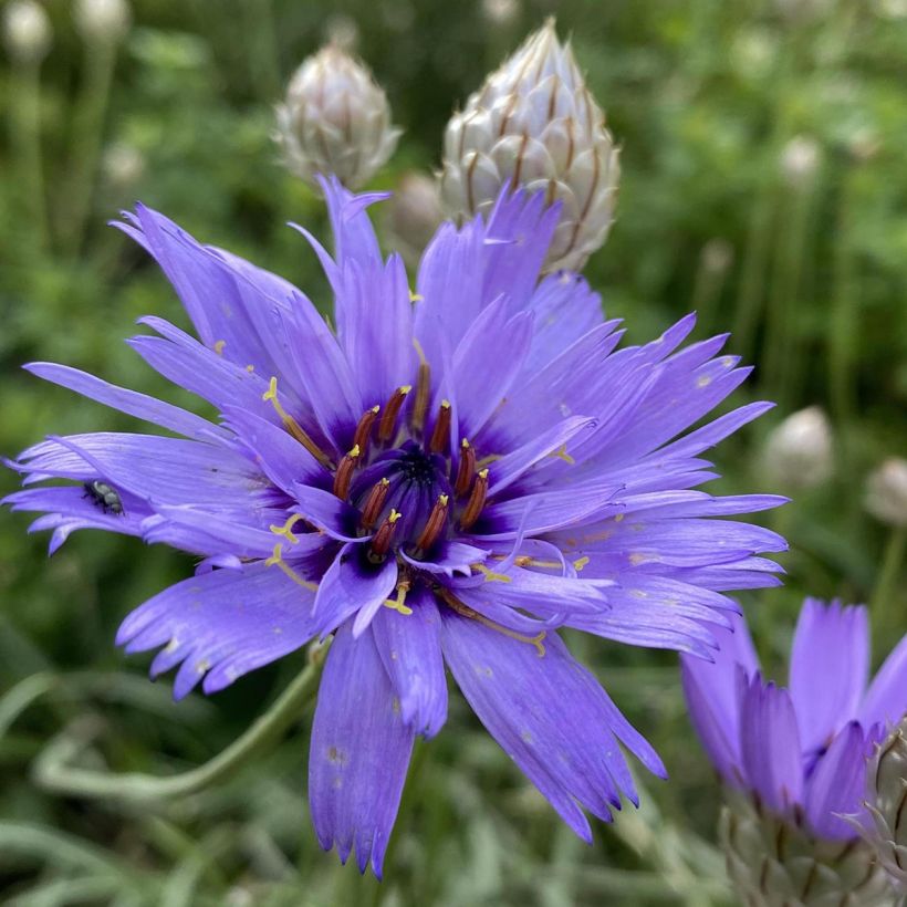 Catananche caerulea (Floração)