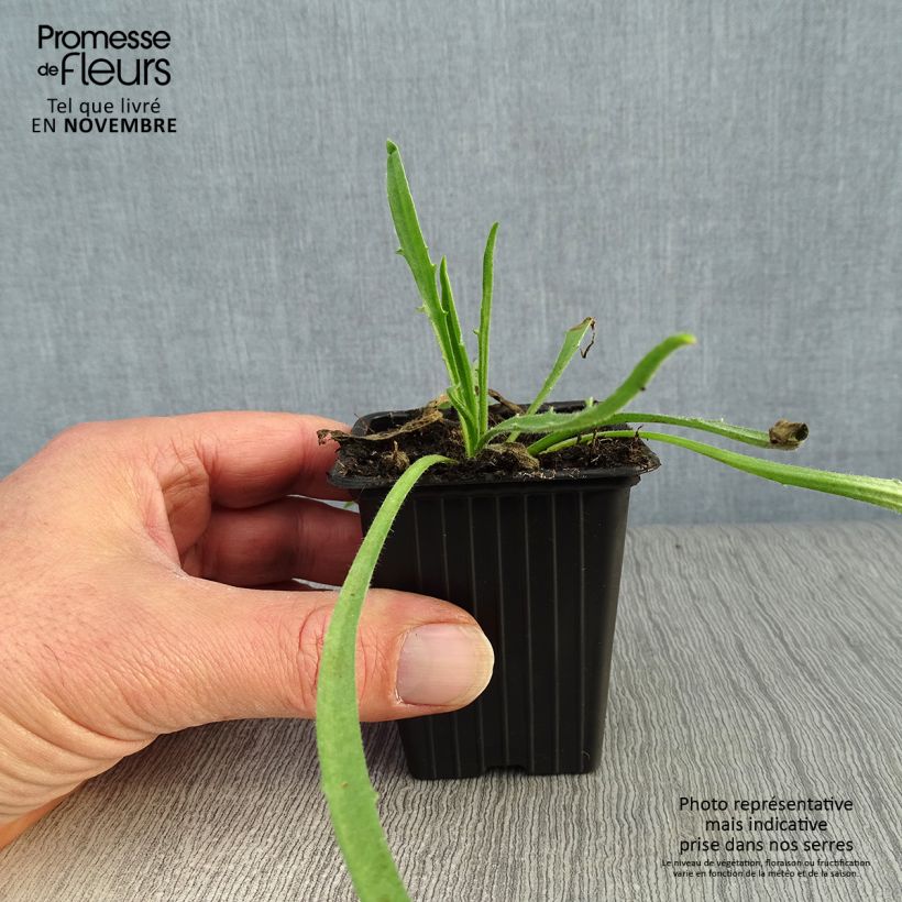 Amostra de Catananche caerulea Vaso de 7/8 cm tal como entregue no outono