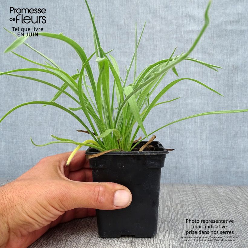Amostra de Catananche caerulea Vaso de 7/8 cm tal como entregue no verão