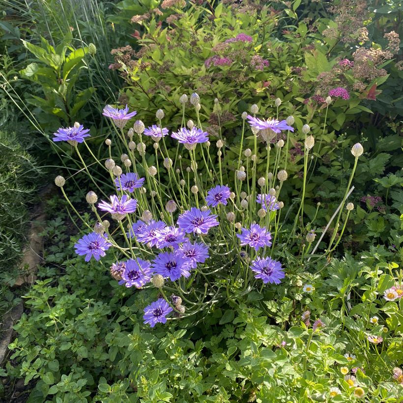 Catananche caerulea (Hábito)
