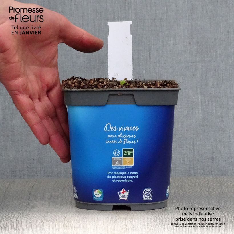 Amostra de Catananche caerulea - Cupidone Pot de 2L/3L tal como entregue no inverno