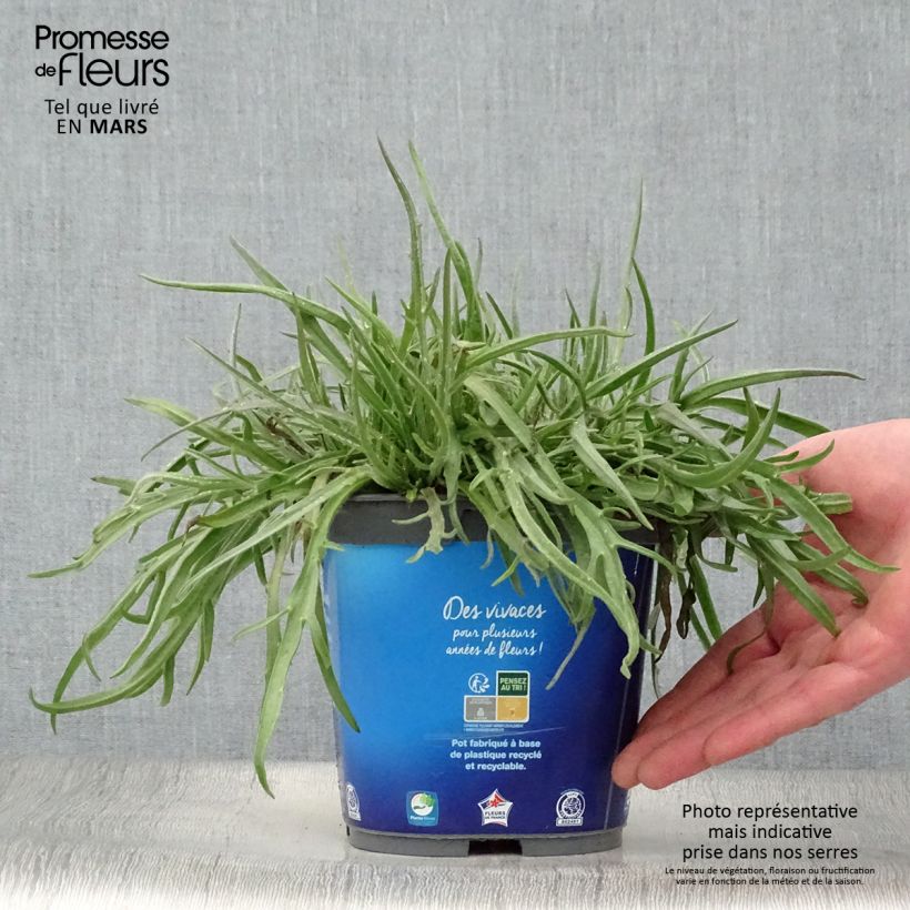 Amostra de Catananche caerulea Vaso de 2 L/3 L tal como entregue na primavera