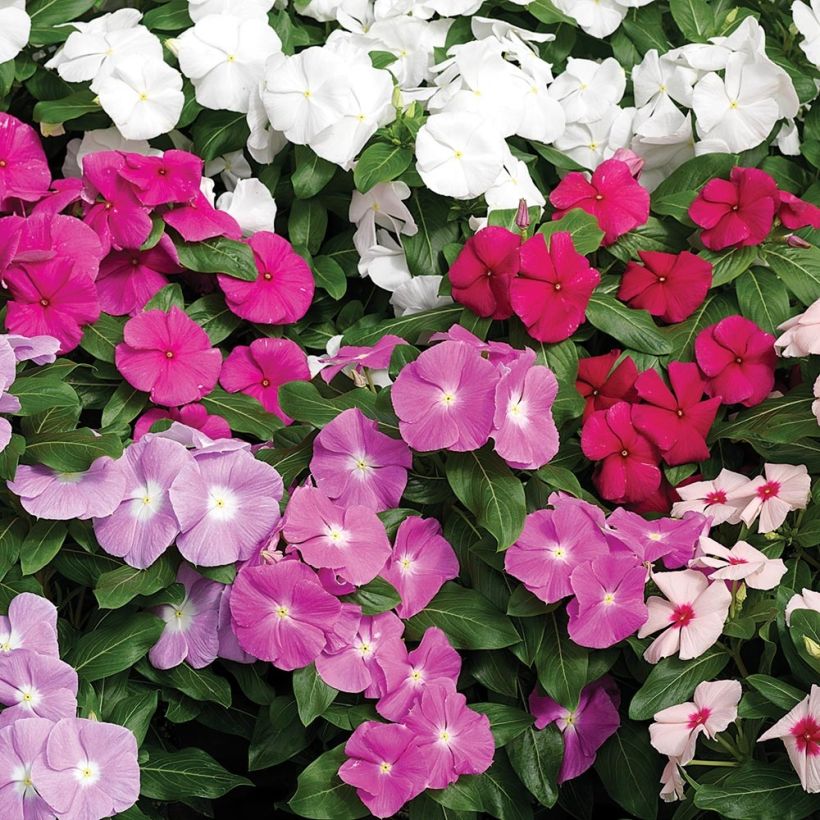 Vinca-de-madagascar Cora Cascade Mix (Floração)