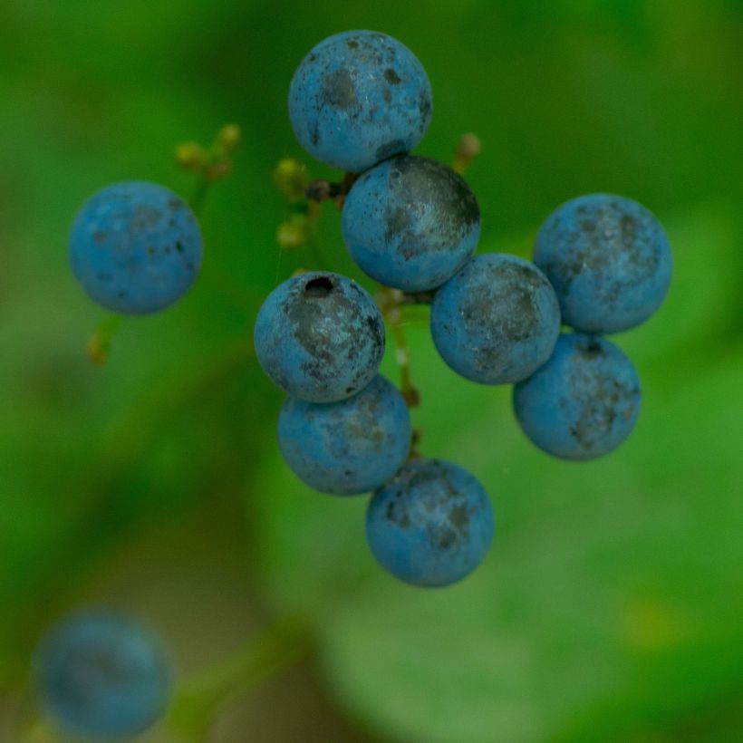 Caulophyllum thalictroides (Colheita)