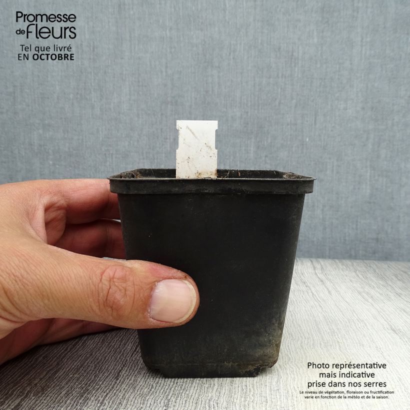 Amostra de Caulophyllum thalictroides Vaso de 8/9 cm tal como entregue no outono