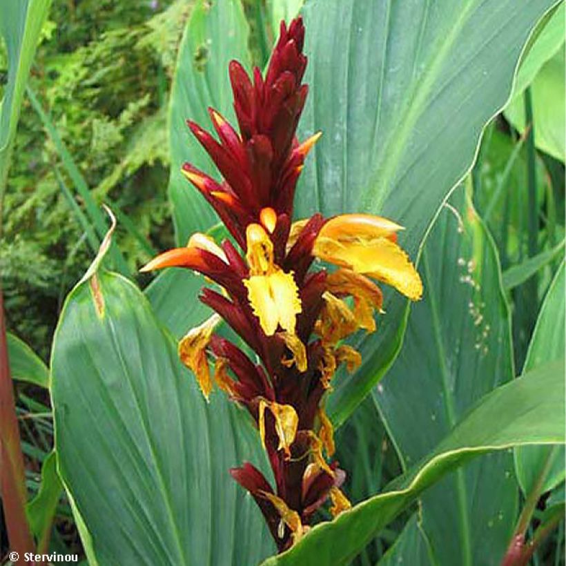 Cautleya spicata Robusta (Floração)