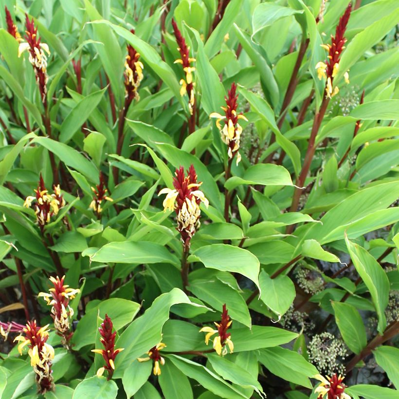 Cautleya spicata Robusta (Hábito)