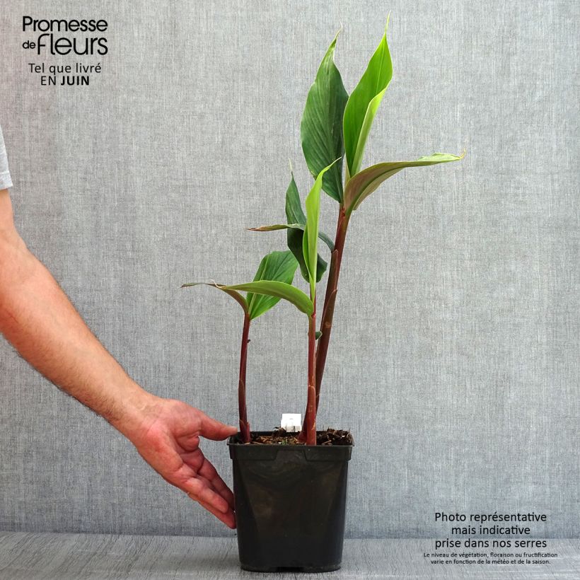 Amostra de Cautleya spicata Robusta Vaso de 2 L/3 L tal como entregue no verão