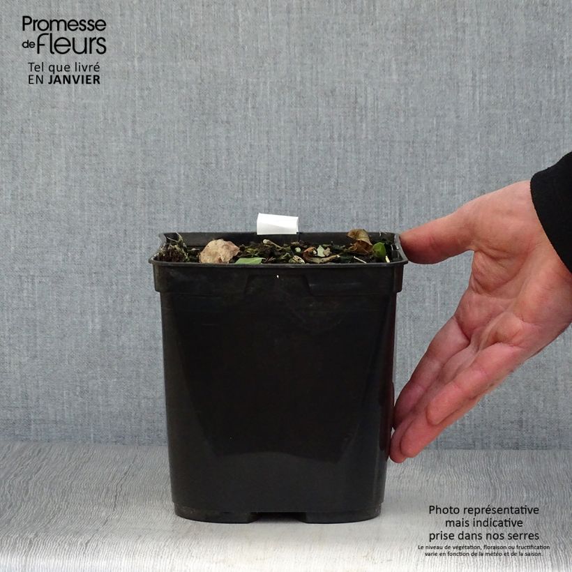 Amostra de Cautleya spicata Robusta - Gingembre de l'Himalaya Vaso de 2 L/3 L tal como entregue no inverno