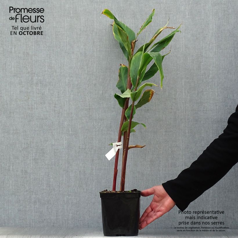 Amostra de Cautleya spicata Robusta Vaso de 2 L/3 L tal como entregue no outono
