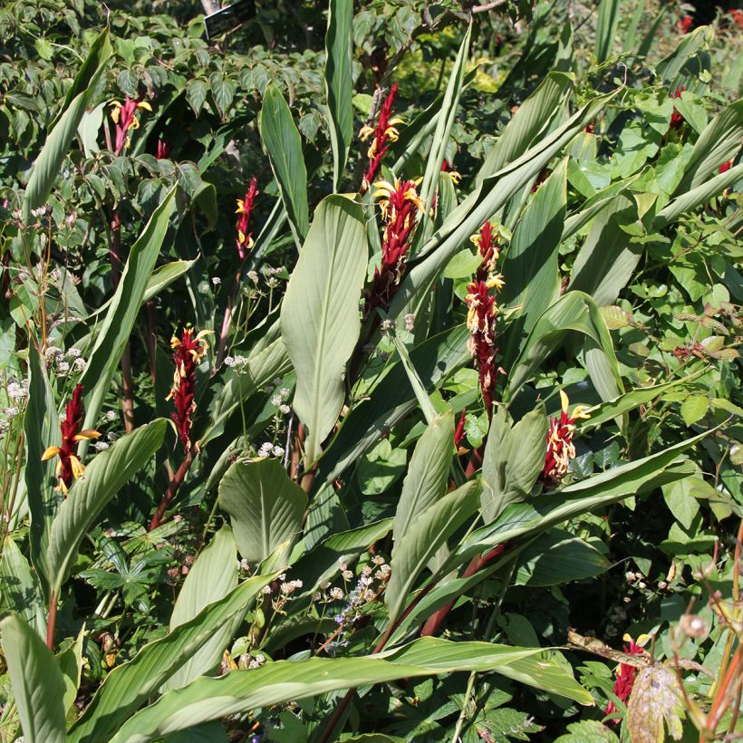 Cautleya spicata (Hábito)