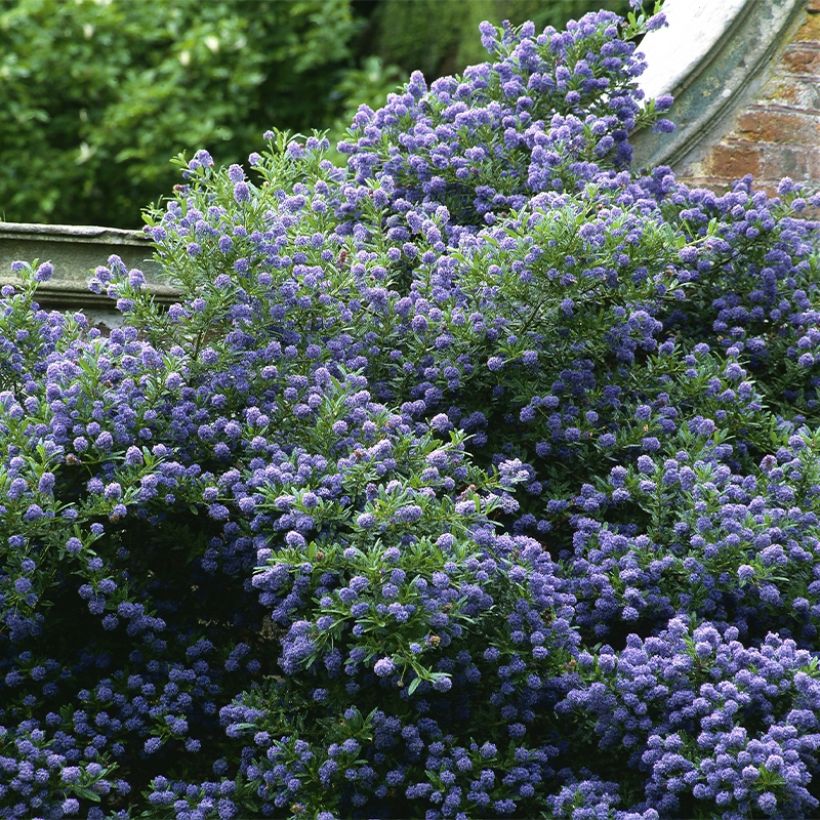 Ceanothus Autumnal Blue (Hábito)