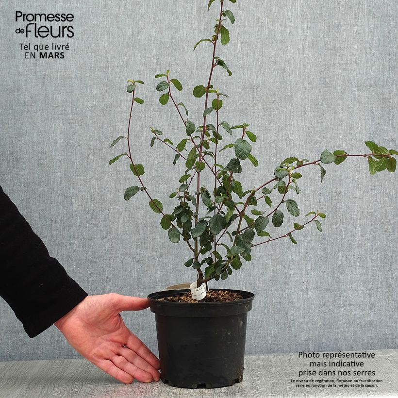 Amostra de Céanothe Autumnal Blue Vaso de 2 L/3 L tal como entregue no inverno