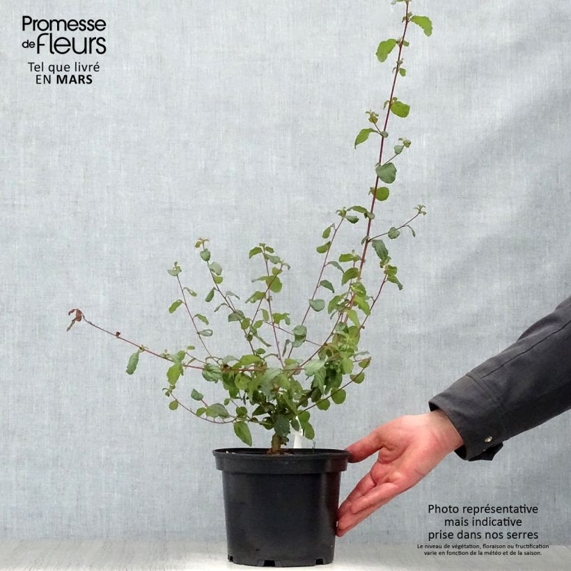 Amostra de Ceanothus Autumnal Blue Vaso de 2 L/3 L tal como entregue na primavera