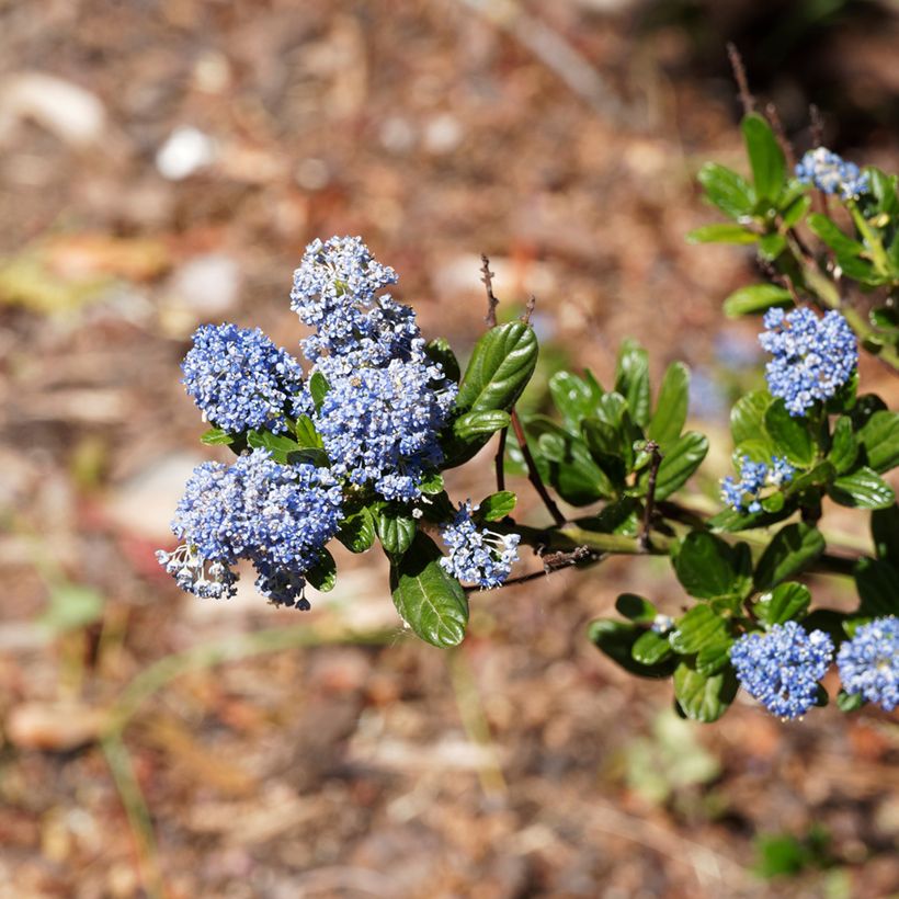 Ceanothus Blue Sapphire (Floração)