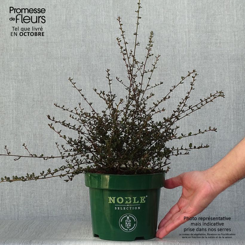 Amostra de Ceanothus Blue Sapphire Vaso de 2 L/3 L tal como entregue no outono