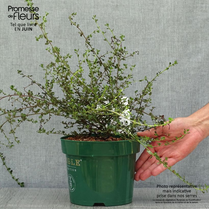 Amostra de Ceanothus Blue Sapphire Vaso de 2 L/3 L tal como entregue no verão