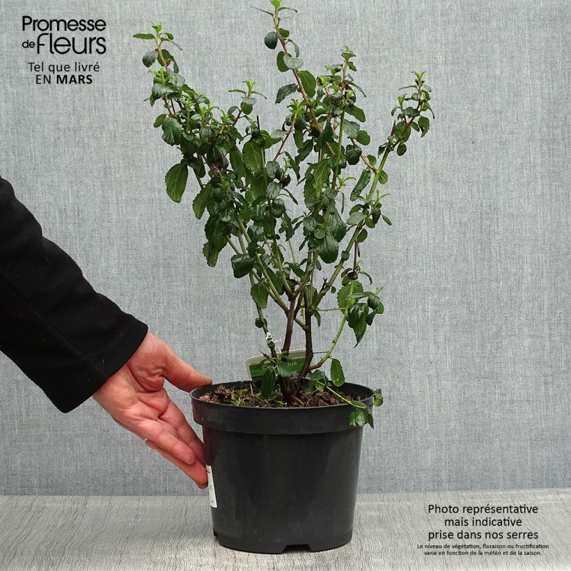 Amostra de Ceanothus Burkwoodii Vaso de 2 L/3 L tal como entregue na primavera