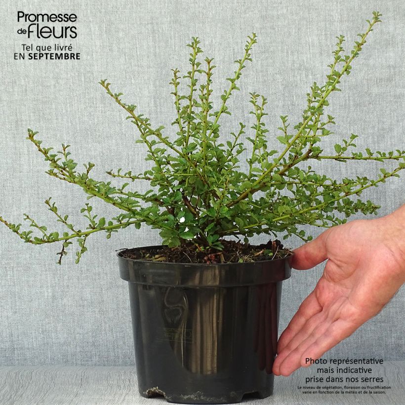 Amostra de Ceanothus Edinburgh Vaso de 2 L/3 L tal como entregue no outono