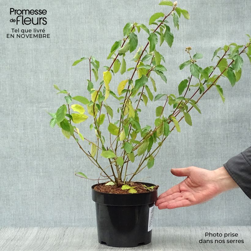 Amostra de Ceanothus delilianus Gloire de Versailles Vaso de 3 L/4 L tal como entregue no outono