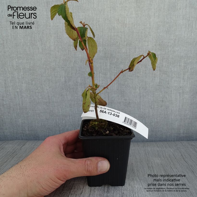 Amostra de Ceanothe Gloire de Versailles - Ceanothus delilianus Vaso de 8/9 cm tal como entregue no inverno