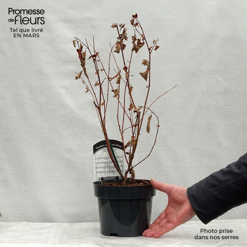 Amostra de Ceanothus delilianus Henri Desfossé Vaso de 2 L/3 L tal como entregue na primavera