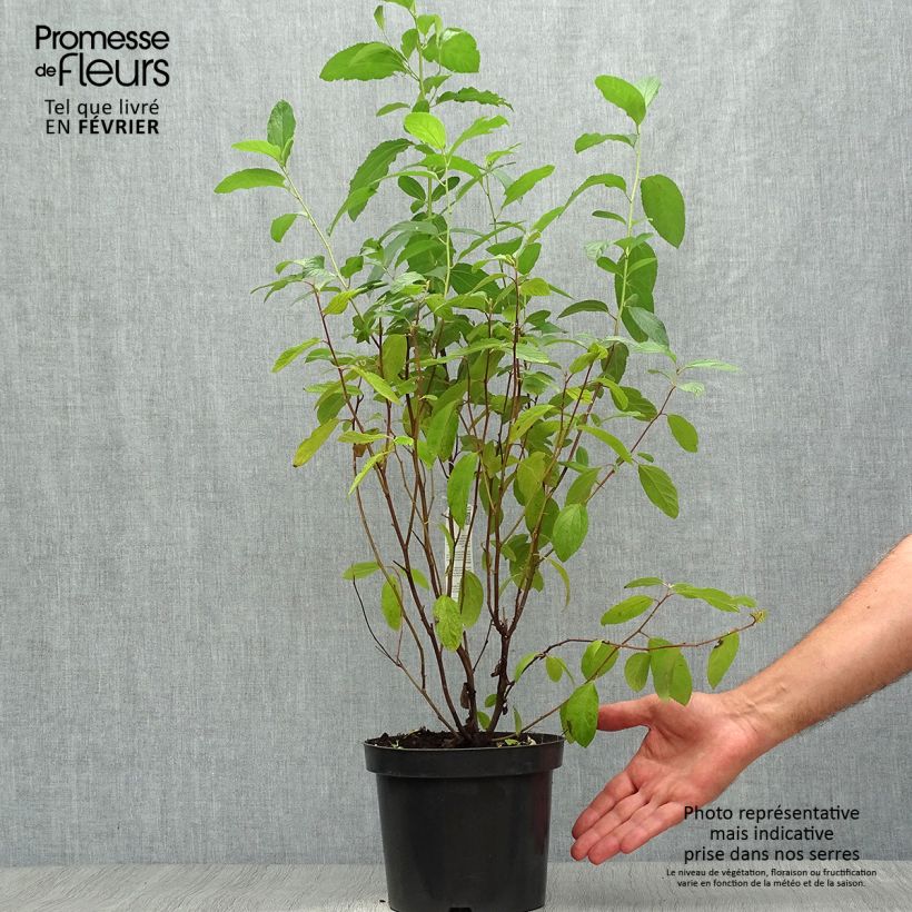 Amostra de Ceanothus delilianus Henri Desfossé Vaso de 2 L/3 L tal como entregue no outono