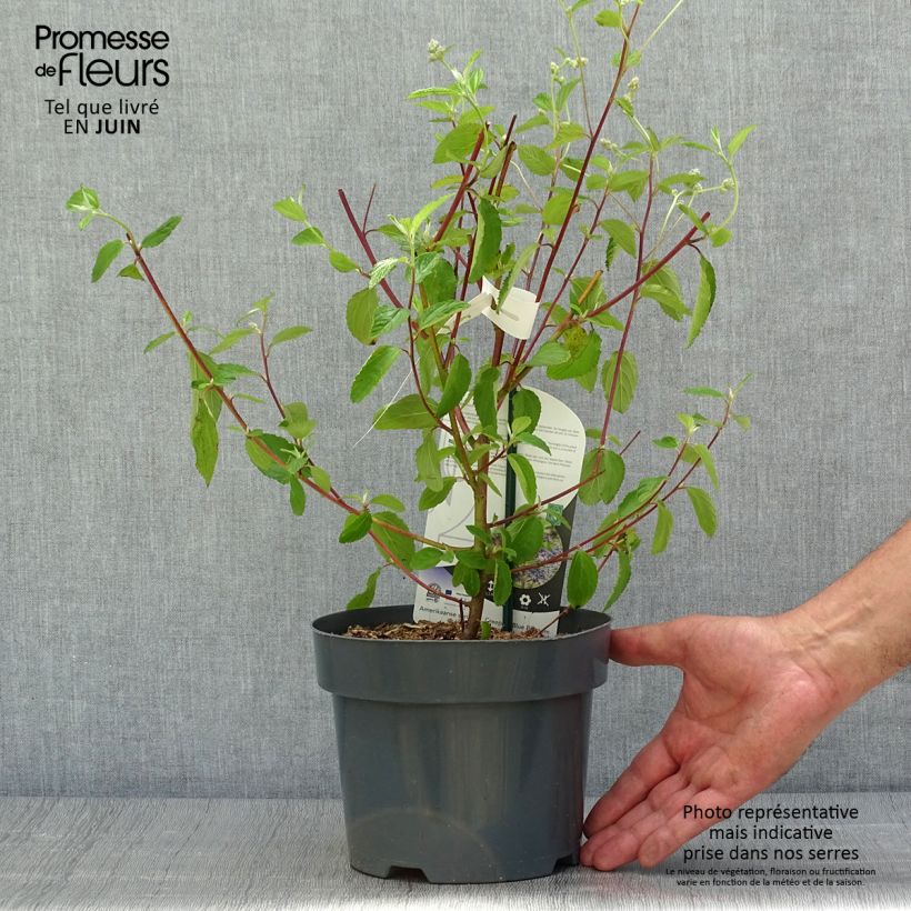 Amostra de Ceanothus delilianus Henri Desfossé Vaso de 2 L/3 L tal como entregue no verão