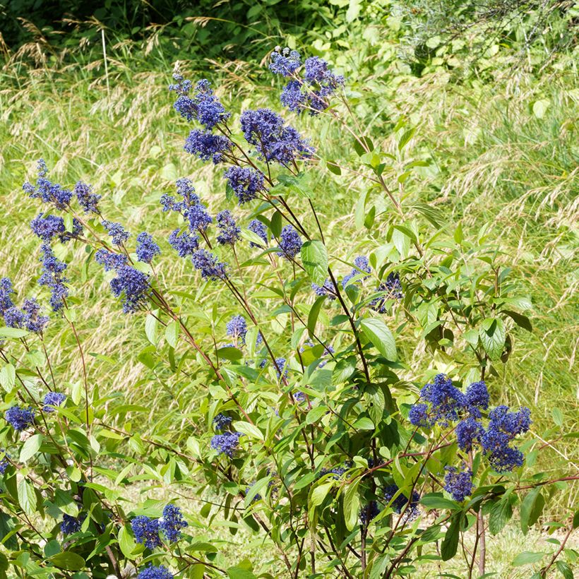Ceanothus delilianus Henri Desfossé (Hábito)