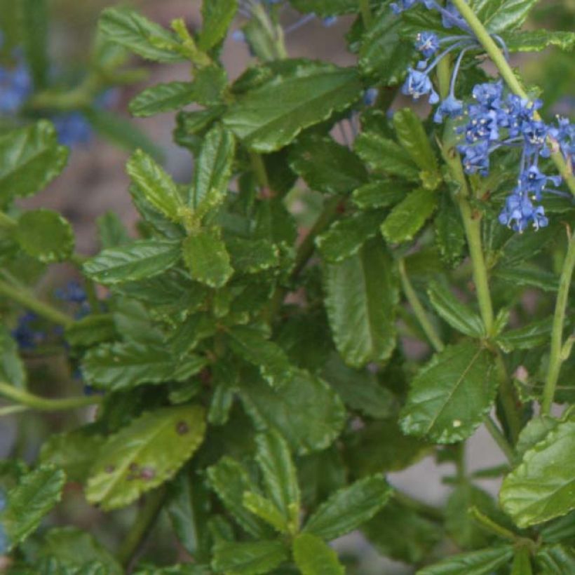 Ceanothus Italian Skies (Folhagem)