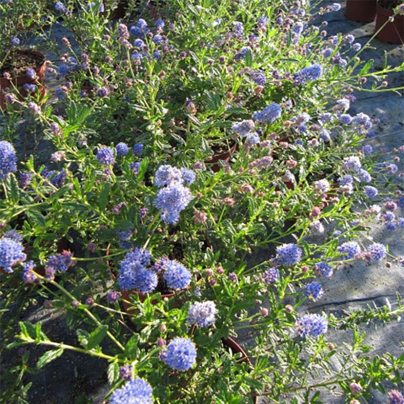Ceanothus Italian Skies (Floração)