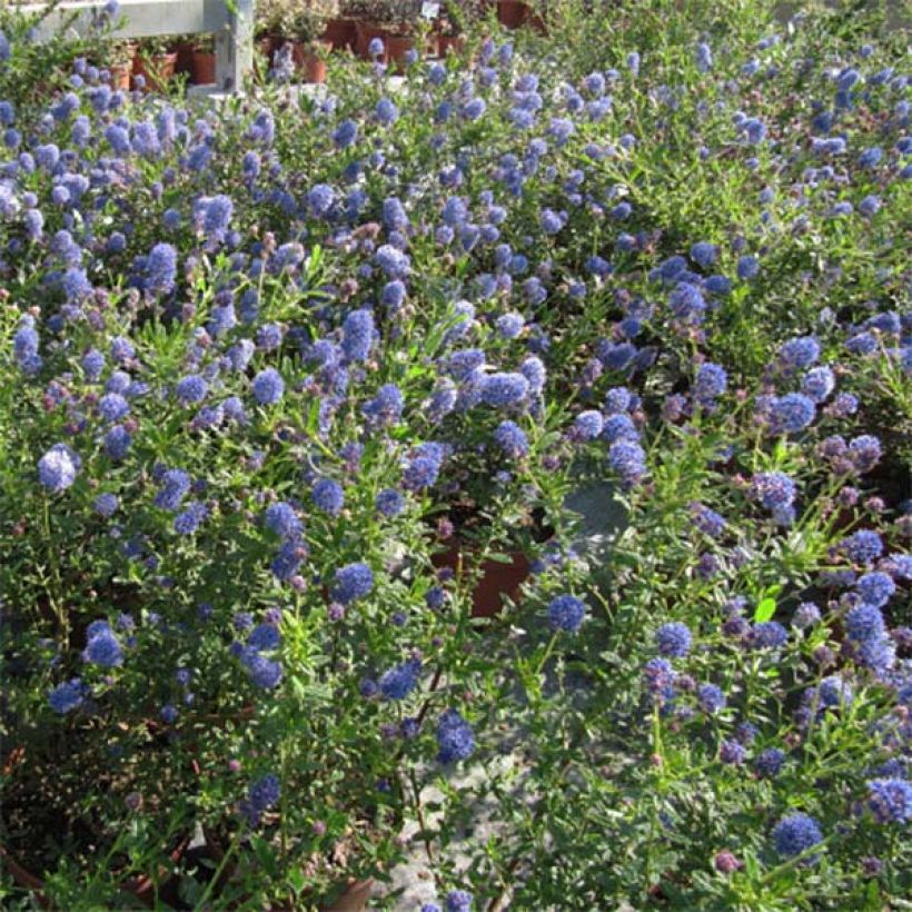 Ceanothus Italian Skies (Hábito)