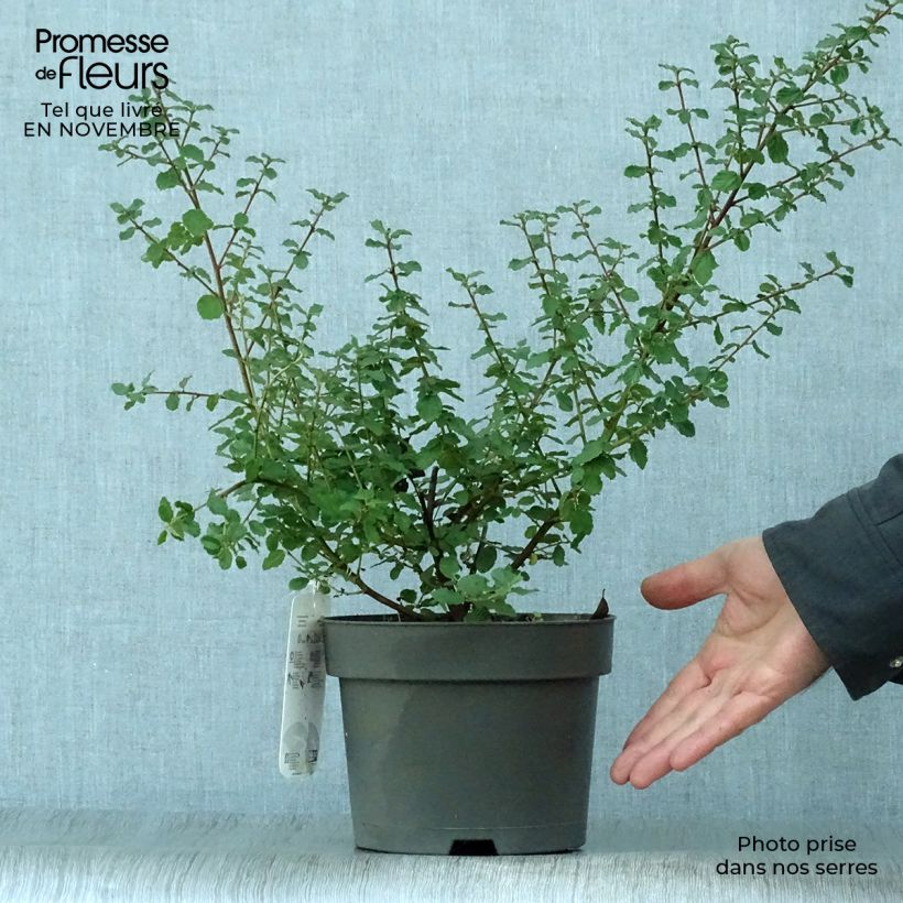 Amostra de Ceanothus Italian Skies Vaso de 2 L/3 L tal como entregue no outono
