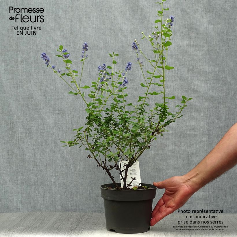 Amostra de Ceanothus Italian Skies Vaso de 2 L/3 L tal como entregue no verão